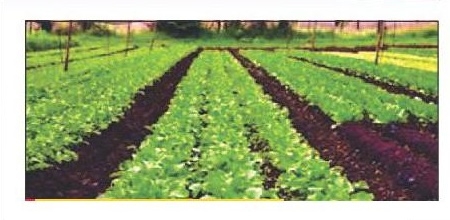 Organic Agriculture_1&nbs