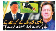 cow_1  H x W: 0