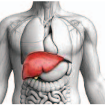 kidney_1  H x W