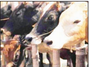 cow_1  H x W: 0