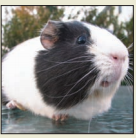 rat_1  H x W: 0