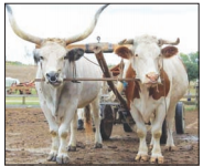 cow_1  H x W: 0