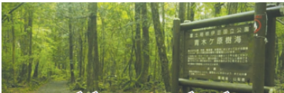 Suicide Forest_1 &nb