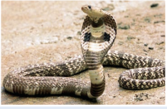 snake_1  H x W: