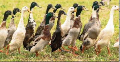 duck_1  H x W: 