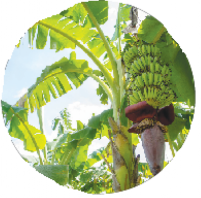 banana tree_1&nbsp;&nbsp;
