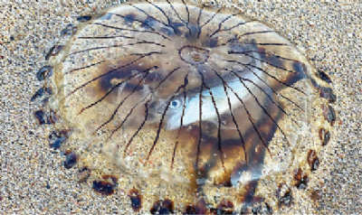 jellyfish_1  H 