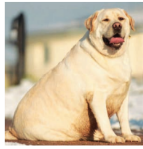 पाळीव कुत्रीही लठ्ठपणाची शिकार हाेऊ शकतात