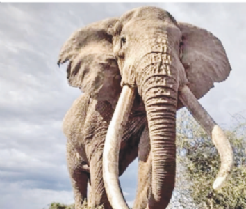 क्रेग : जगातील शेवटचा सुपर टस्कर हत्ती
