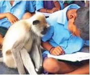 Monkey