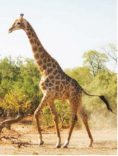 Giraffe