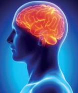 Brain