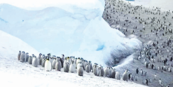 अंटा्निर्टकामध्ये आकुंचन पावतेय एडेली पेंग्विनची काॅलनी