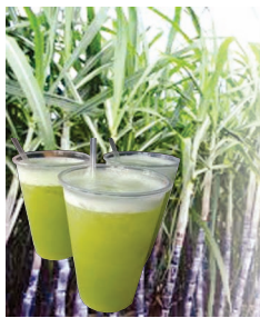 Sugarcane