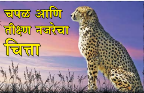 चपळ आणि तीक्ष्ण नजरेचा चित्ता