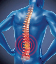 Spine