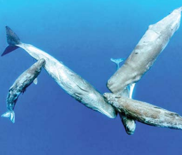 whale
