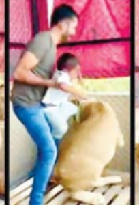 फाेटाे काढण्यासाठी रडणाऱ्या मुलाला सिंहाच्या पाठीवर बसवल