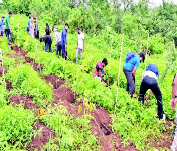 सहवर्धन प्रतिष्ठानतर्फे वृक्षारोपण