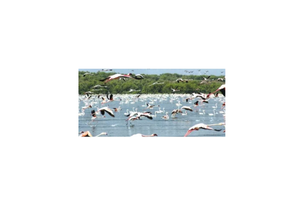 Flamingo