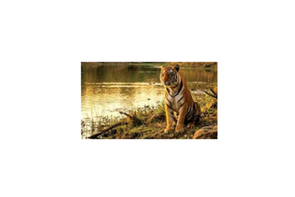 TadobaTiger