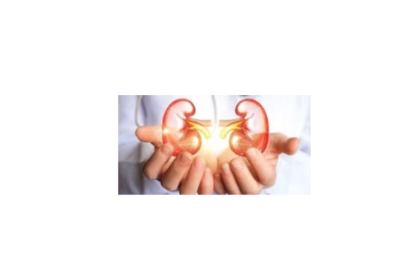 Kidney