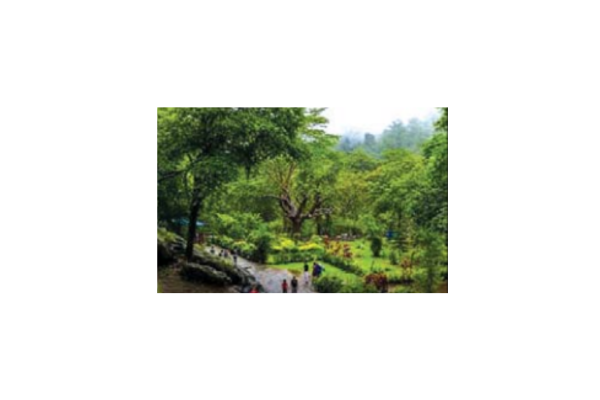 forest
